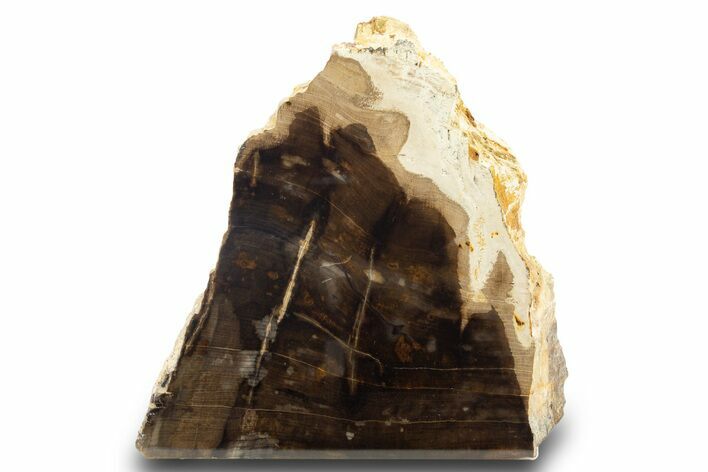 Polished, Petrified Wood (Metasequoia) Stand Up - Oregon #302949